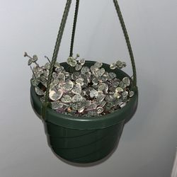 Variegated String Of Hearts 6 Inch Hanging Basket