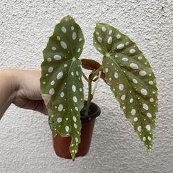 Beautiful Begonia Maculata Plant