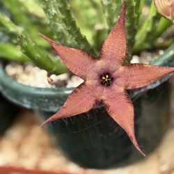 Starfish Flower Plants 🪴🌺🪰