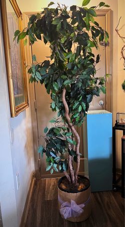 Home decor living room plants