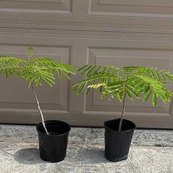 Flamboyant Poinciana Royal Tree Plants Each One $20 Flowers Red