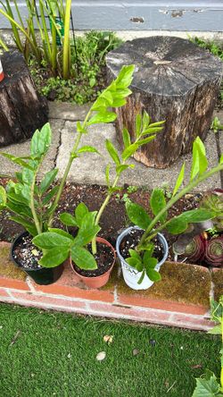zz plant