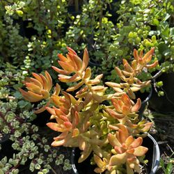 Very Nice  succulent Plant 