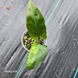 Variegated Philodendron Live Plant