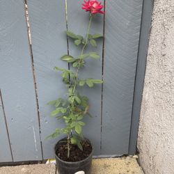A Rose Called LOVE