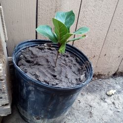 Fiddle Leaf Fig Tree 