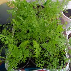 Vegetable Plants