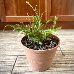 Lemon Button Fern (Nephrolepis cordifolia 'Duffii')