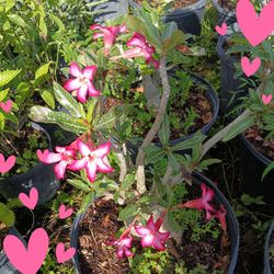 Beautiful desert rose plants $45🌺🩷