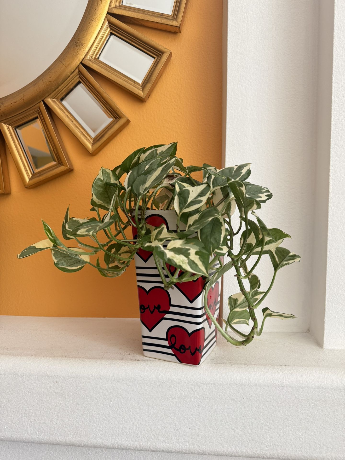 Live Indoor N’joy Pothos House Plant in a Ceramic Pot with Drainage
