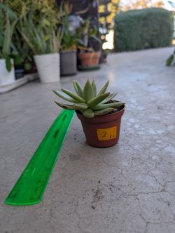 Echeveria Succulent 2