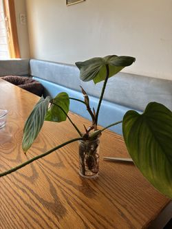 philodendron in water