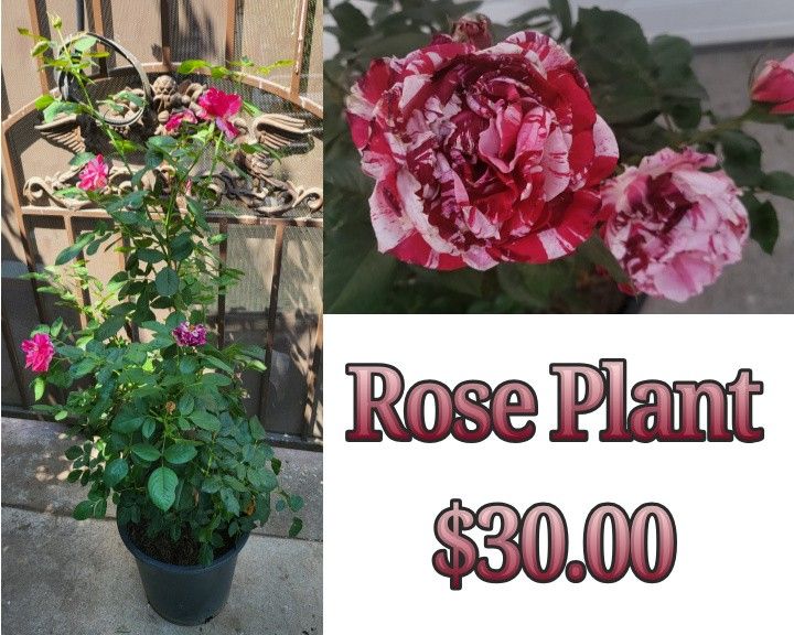 Rose Plant