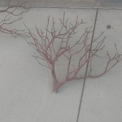 Manzanita 
