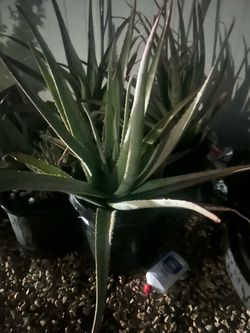 Huge Aloe Vera (sábila) $25 Each