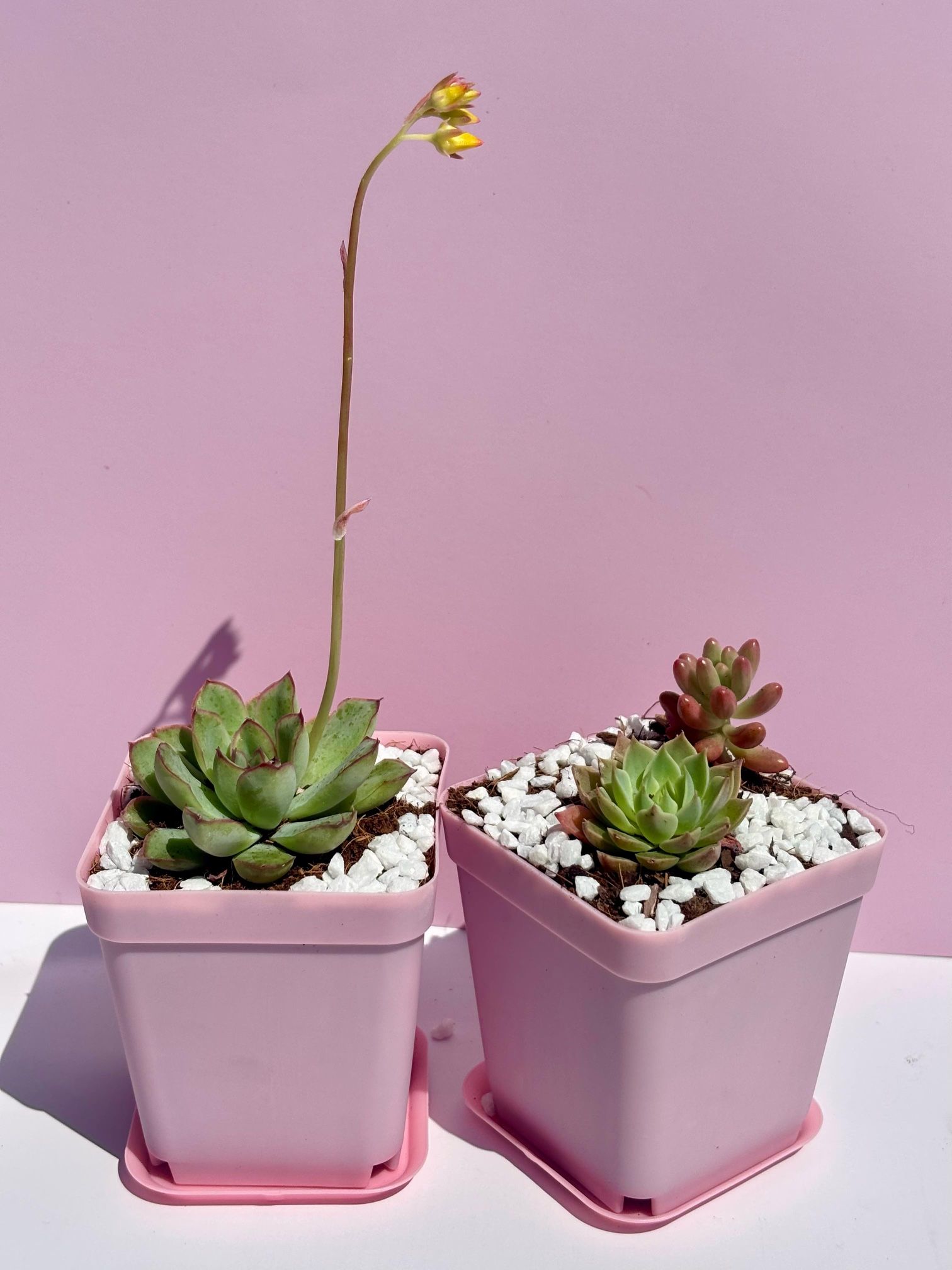 Small Echeveria And Sedum Succulents 