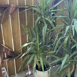 ~5ft Tall Yucca (2Plants In Each Pot), ceramic pot not included; 95820