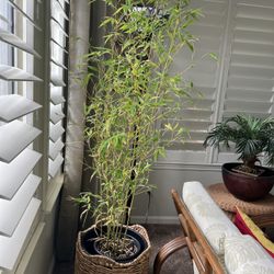 Dwarf Asian Bamboo