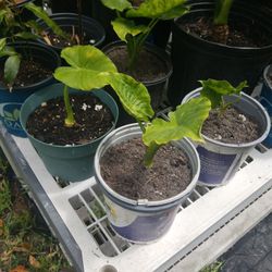 Small Alocacia Odora $3.00 each