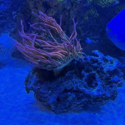 Bubble Tip Anenome 