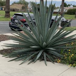 Blue American Agave
