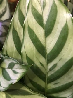 Calathea Freddie