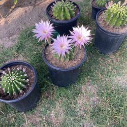 Cacti Plant