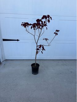 Caribbean Copper Tropical Plant 40” H