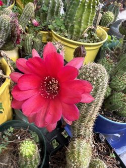 Peanut Cactus Profuse Bloomer