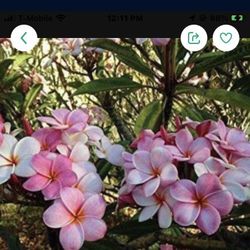  Plumeria Plant In  4Gal Pot Assorted Colors