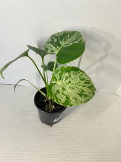 Monstera Bulbasaur - Pokemon plant 4”