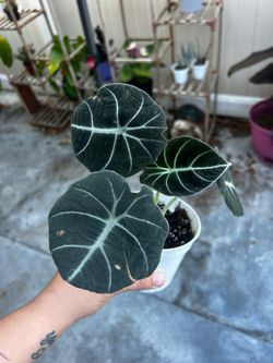 Alocasia Black Velvet for sale