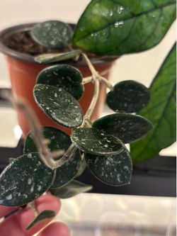 Two Hoyas Mathilda splash and Hoya Crassipetiolata