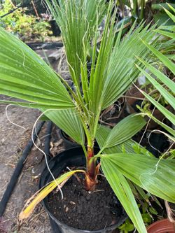 California fan palm tree  $18