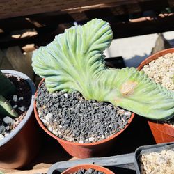 Blue Candle Crest Cactus Imported