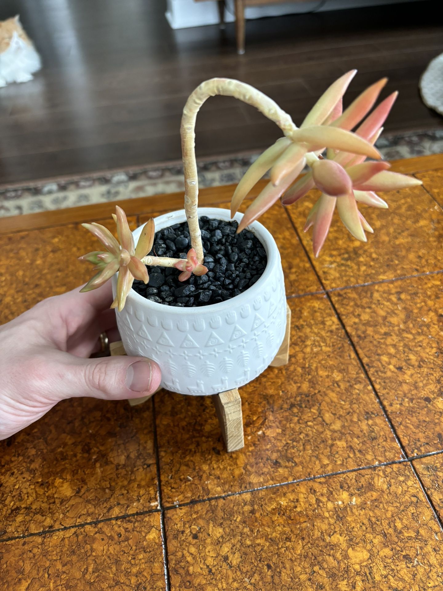 Succulent With Pot And Stand