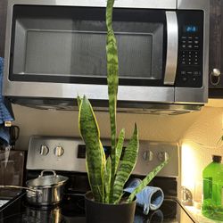 Snake plant 