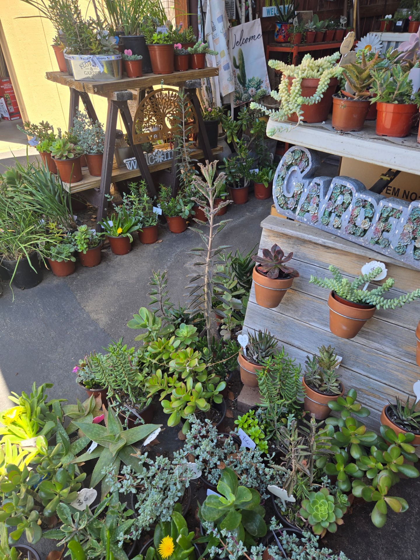 Great variety of healthy succulents