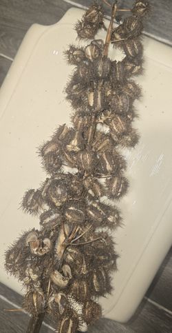 Castor Beans
