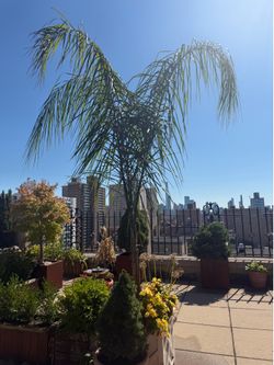 Queen palm with vase 2 years old