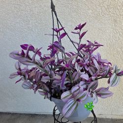 🌷🩷Tradescantia Nanouk Plant 🪴 🩷🌷