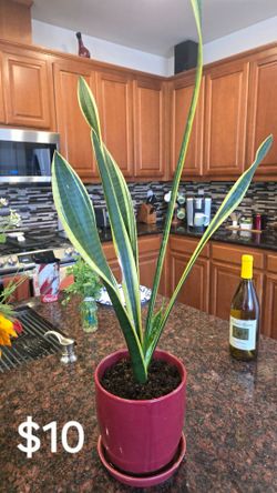 Various House Plants