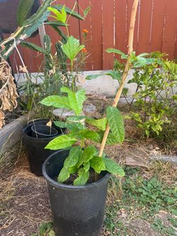Passion fruit plant