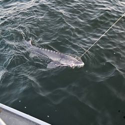 Keeper Sturgeon Trip