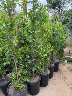 Ficus Trees For Privacy Hedges