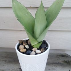 Snake Plant Moonshine 🪴 