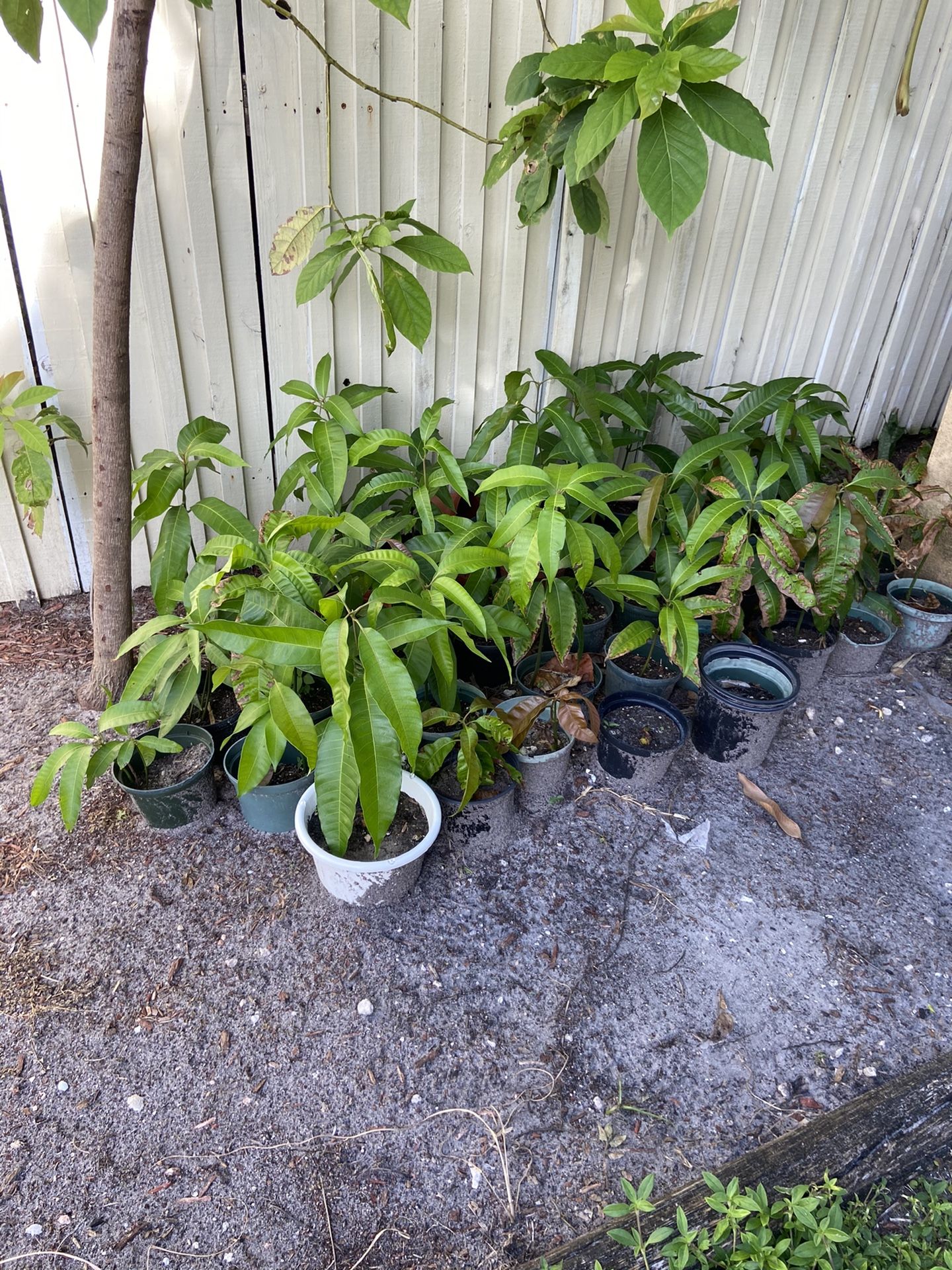 Mango tree - 18 inch