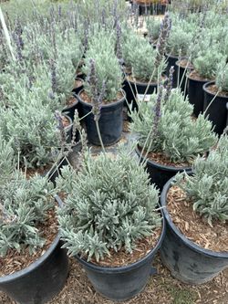Goodwin creek lavender
