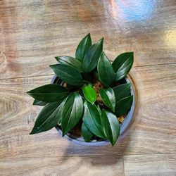 Raphidophora Decursiva 4in