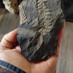 Fossil